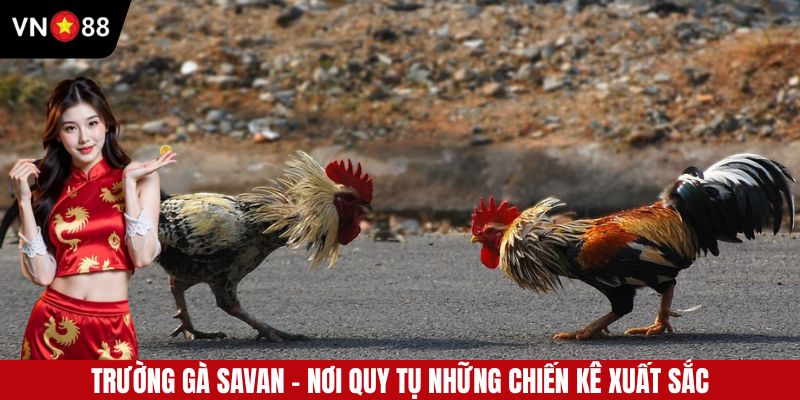 Trường Gà Savan - Thánh Địa Cá Cược Của Dân Chơi VN88