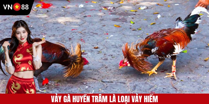 Vảy Gà Huyền Trâm - Thần Kê Được Săn Đón Tại Đá Gà VN88