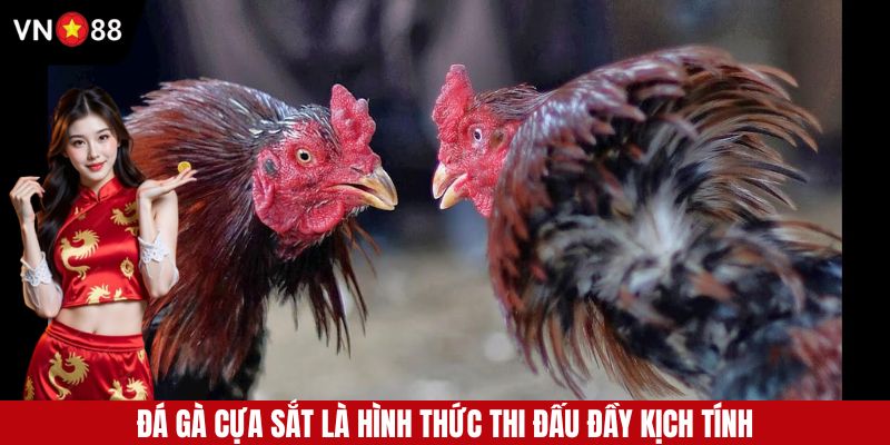 Đá gà cựa sắt là hình thức thi đấu có sự kịch tính cao tại trường gà Savan