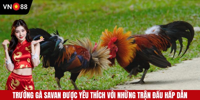 Đấu trường Savan là điểm đến của nhiều sư kê chuyên nghiệp