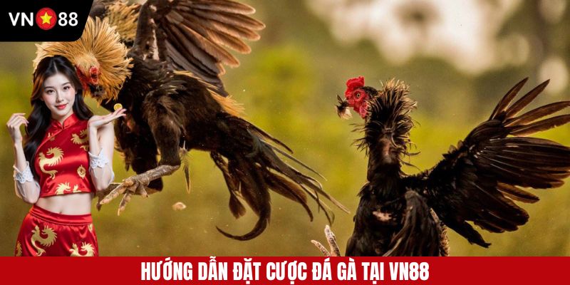Hướng dẫn đặt cược đá gà tại VN88