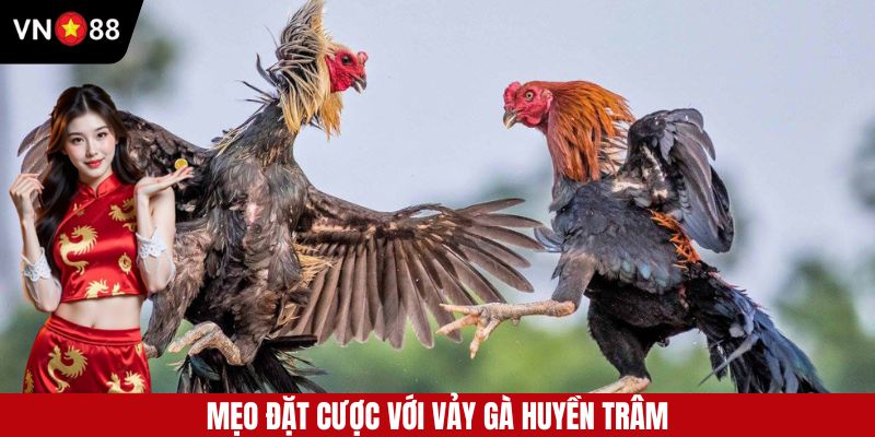 Mẹo cá cược khi xuất hiện vảy gà huyền trâm