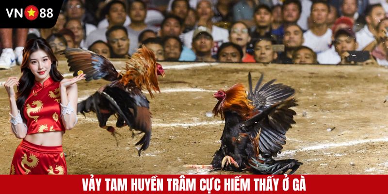 Vảy tam huyền trâm cực hiếm thấy ở gà